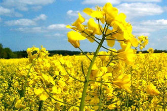 It’s Good to Know About Rapeseed 