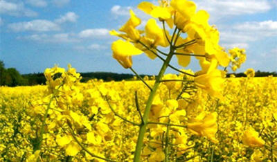 It’s Good to Know About Rapeseed 
