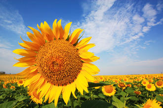 High Sunflower Yield