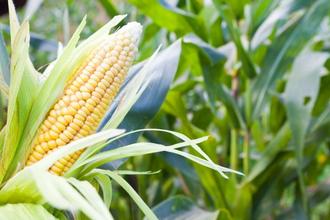 All about growing corn
