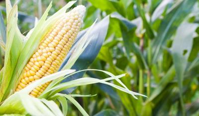 All about growing corn